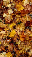 autumn leaves background