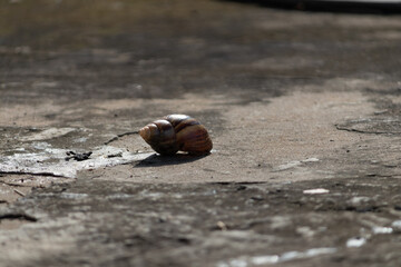 Close-up of a garden snail crawling on a rough concrete surface, concept of 