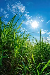 Lush Green Grass Blades Reaching Towards Bright Sun Under Blue Sky Summer Day