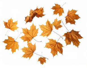 Dry Maple Leaves Falling Mid-Air on a Plain White Background