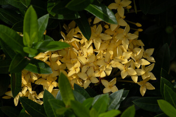 Obraz premium A cluster of yellow Ixora flowers illuminated by sunlight, viewed through a frame of blurred green leaves