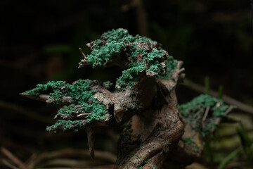 Macro close-up of bright green lichen or moss growing on old, weathered driftwood