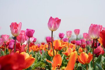 Vibrant Tulip Garden Bloom Closeup Floral Photography