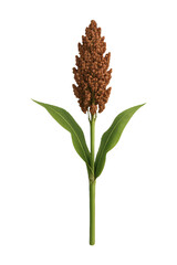 Fototapeta premium Sorghum isolated on transparent background