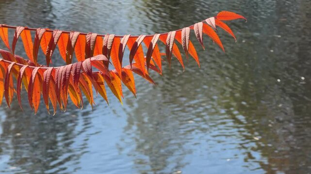 Vivid orange leaves of sumac tree against river water.