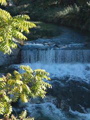 Bright branches and leaves of acacia against backdrop of waterfall on sunny autumn morning. Nature and seasons. Background for design. 