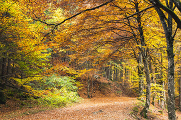 Obraz premium Beautiful fall forest trail covered with orange and yellow leaves. Vibrant seasonal woodland scene perfect for nature tourism and outdoor recreation.
