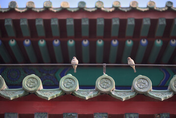 Naklejka premium Two sparrows perched on a traditional Buddhist temple roof with colorful tiles in Beijing, China