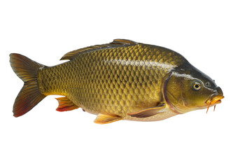 Isolated Common Carp specimen, a popular and bony freshwater fish native to Europe and Asia © Rowan