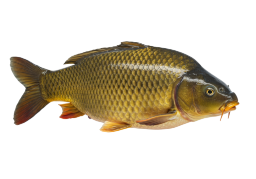 Isolated Common Carp specimen, a popular and bony freshwater fish native to Europe and Asia