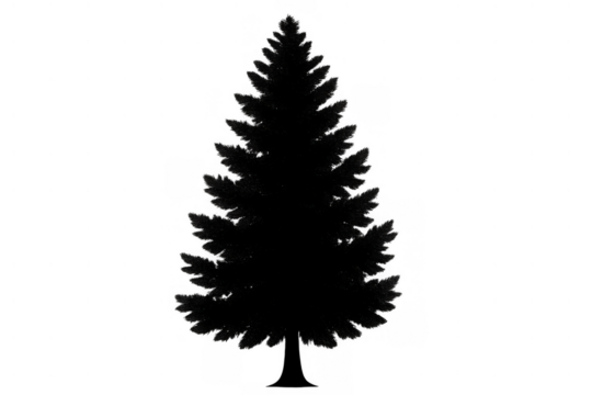 Black pine tree silhouette on transparent background representing nature, forest, and christmas season