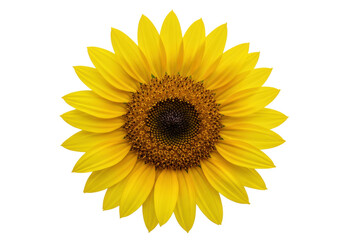 Fototapeta premium Isolated Yellow Sunflower Head, Brilliant, Single Blossom, Vibrant Flower, Helianthus Annuus
