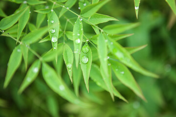 Dew Drops On Clover Leaves In Early Morning Garden Close Up