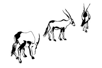 Fototapeta premium A decorative art print of an oryx in a contemporary line and shape style. Combines abstract forms with recognizable animal features for a unique wall art piece.