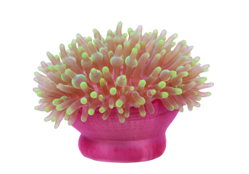 Isolated fluorescent bubble tip anemone glows with green tips, underwater marine life