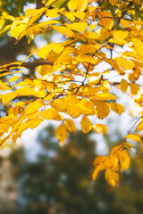 Golden Autumn Leaves Covering Forest Floor In Sunlight