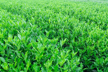 Longjing Tea Plantation On Terraced Hillside In Hangzhou