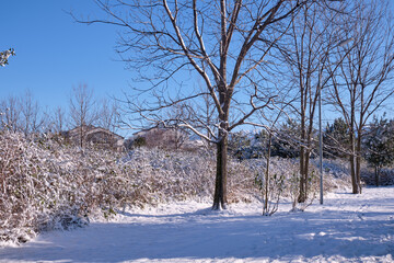 The Natural Ornithological Park in the Imereti Lowland after snowfall. Sirius. Russia