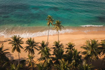 Aerial View of Tropical Beach With Palm Trees and Vibrant Ocean Waves 