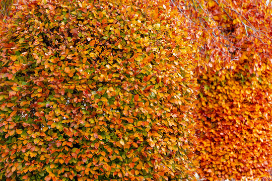 Selective focus of hedge plant in garden with yellow, orange and green, Fagus sylvatica, The European beech is a large graceful deciduous tree in the beech family, Natural pattern, Autumn background.