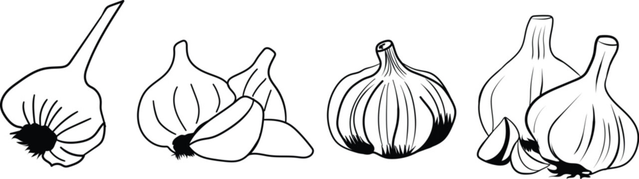 Garlic Bulbs and Cloves Vector Line Art Illustration Set. Black and White Outline Sketch of Whole and Peeled Allium Sativum for Cooking, Seasoning, and Health