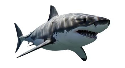 Great white shark showing its teeth under transparent background 3d rendering underwater predator wildlife danger deep sea