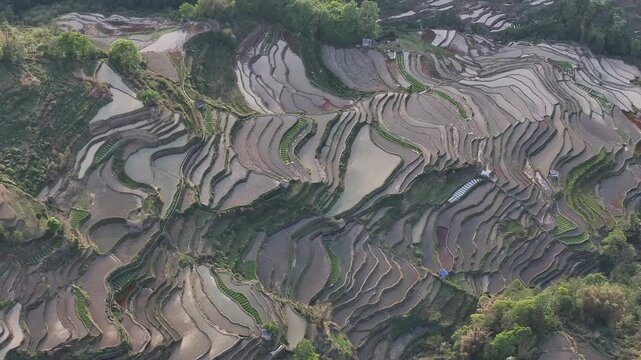 Patterns In Rice Field
