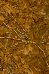 titmouse bird sits on tree branch. The branch is covered with autumn leaves, and only the bird is visible. The little tit eats the food. wildlife