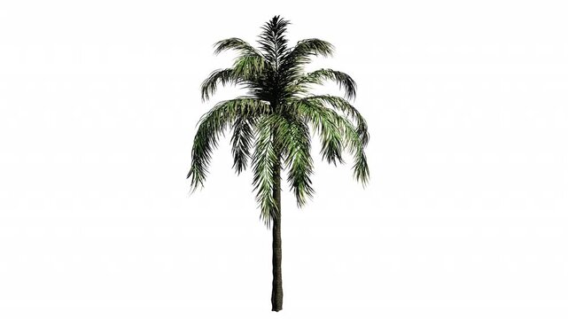 palm tree isolated on white