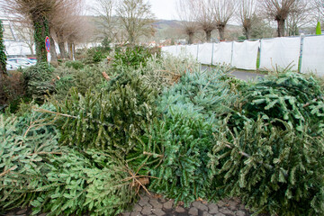 Old dry Christmas trees background. Green branches of spruce.