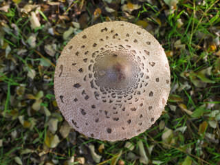 Macrolepiota procera mushroom cap