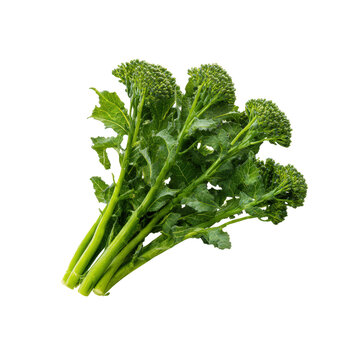 Closeup of broccoli rabe with distinct florets and stems, isolated on transparent background