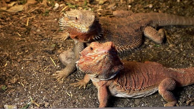 Two beautiful agama lizards looking at the camera, animal love