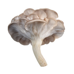 Fototapeta premium Single oyster mushroom with beige cap and gills isolated on a transparent background