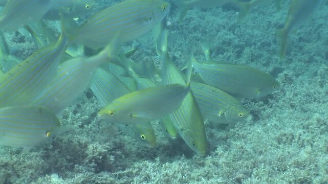 sarpa fish school underwater eating and swimming sarpa salma dream fish ocean scenery