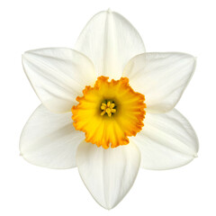 A close-up of a white daffodil with a yellow-orange trumpet