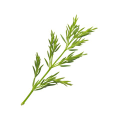 Fototapeta premium A feathery sprig of dill with delicate green fronds, isolated on a transparent background