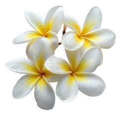 Frangipani flower freshness white petals dew yellow bloom floral beauty wellness spa tropical black
