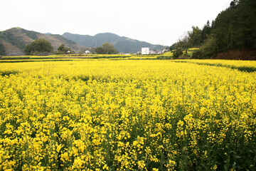 Obraz premium Vast Rural Canola Flower Field In Bloom