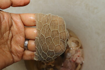 Veterinary dissection of the sheep reticulum showing the distinctive honeycomb mucosa texture. Stomach Dissection Anatomy — Ruminant Digestive System Study. Vet medicine.