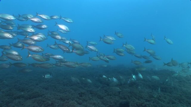 sarpa fish school underwater eating and swimming sarpa salma dream fish ocean scenery
