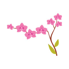 Delicate pink orchid branch with green leaves on isolated white background vector illustration