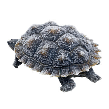 A turtle covered in white dust