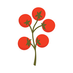 Fresh Italian cherry tomatoes on a vine, isolated on white background for food design vector illustration