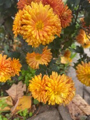 orange chrysanthemum flowers in the garden