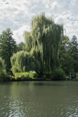 Weeping willow on the riverbank under a dramatic sky in idyllic nature