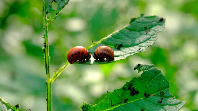 Close up of Colorado potato beetle positioned on white potato plant leaf destroying organic pesticide free crops