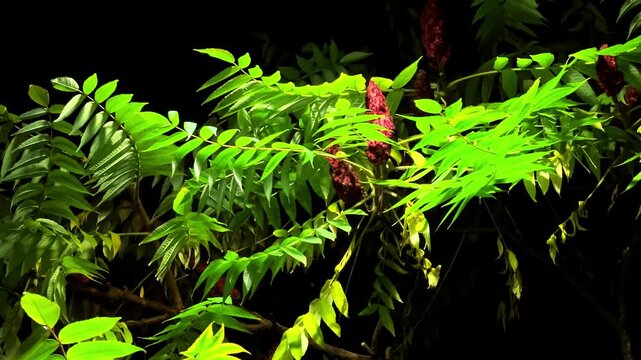 Staghorn sumac branches against the night sky