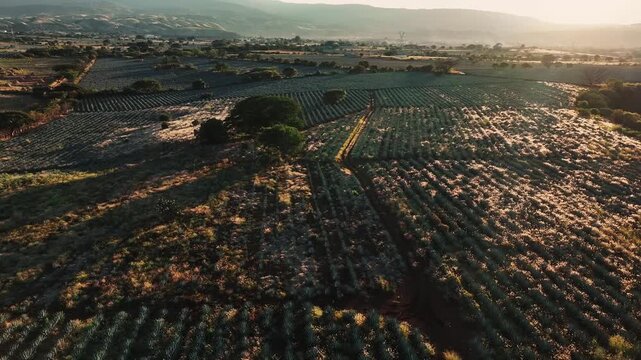 Aerial view of agave fields under the morning sun, casting long shadows across the patterned landscape, Jalisco, Jalisco, Mexico.