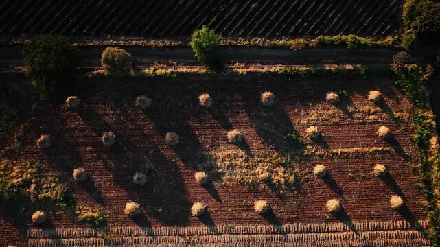 Aerial view of a harvested field with hay bales casting long shadows, creating a textured landscape of browns and yellows, Jalisco, Mexico.